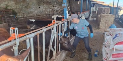 Aydın’da şap ve hastalıklara karşı aşılama çalışmaları sürüyor