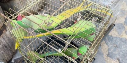 Petshop denetiminde 39 papağana el konuldu