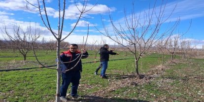Iğdır’da çiftçilere uygulamalı meyve ağacı budama eğitimi