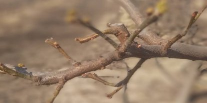 Manisa’da meyve ağaçlarına ateş yanıklığı uyarısı
