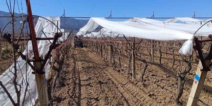 Sarıgöl’de üzüm bağları doluya karşı fileyle korunuyor