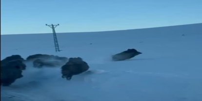 Karlı köy yolundaki domuz sürüsü kamerada