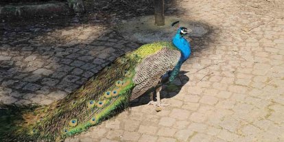 Otobüs bagajından hayvanat bahçesine