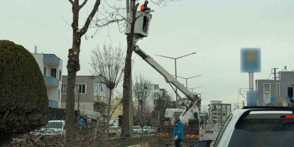 Adıyaman’da refüjlerdeki ağaçlar budanıyor