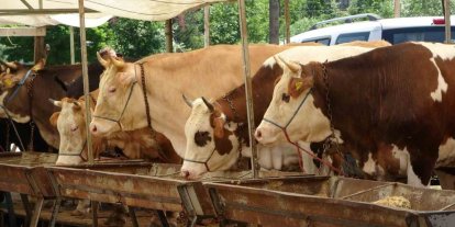 Buldan’da şap karantinası kaldırıldı