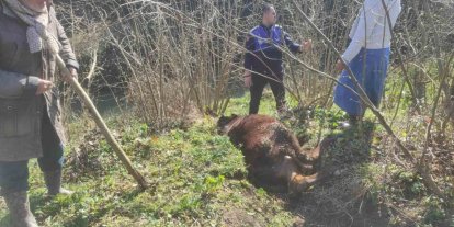 Kanala düşen ineği zabıta kurtardı