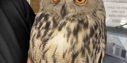 Elazığ’da yaralı halde bulunan puhu ekiplere teslim edildi