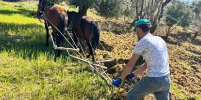 Traktörün giremediği zeytinlikte üretim atlarla sürüyor