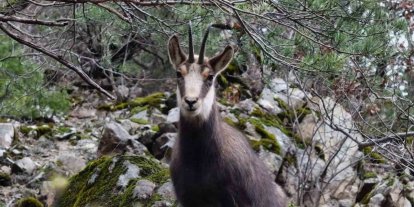 Türkiye’de en düşük rakımda sadece Gümüşhane’de görülüyor