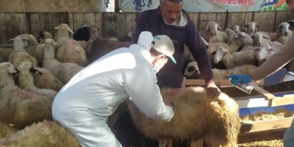 Koçarlı’da küçükbaş hayvanlar aşılandı