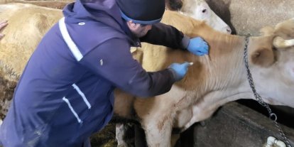 Demirözü’nde aşılama ve küpeleme çalışmaları devam ediyor