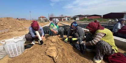 İki kardeşten üzüm fidanında büyük başarı