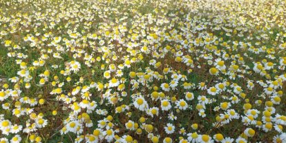 Dağlar çiçek açtı, arıcılar umutlandı