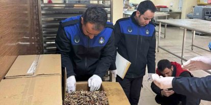 Haliliye’de 180 kilogram küflenmiş ceviz ele geçirildi