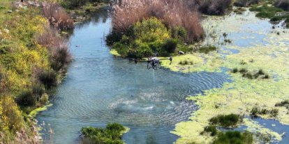 Manisa’da sivrisinek alarmı