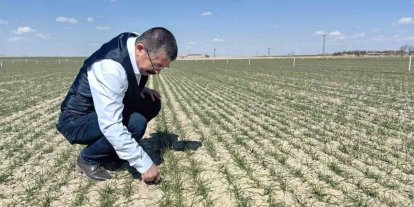 Karapınar’da hububat ekili alanlarda gelişim iyi
