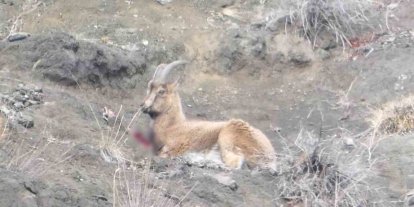 Erzurum’da kaçak avcılar yaban keçisini yaraladı