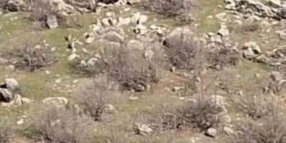 Diyarbakır’da sürü halinde dağ keçileri görüntülendi