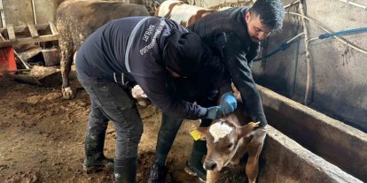 Bayburt genelinde şap, brusella aşılamaları ve küpeleme çalışmaları sürüyor
