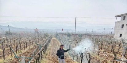 Bağlarda çiçek öncesi ilaçlama programı açıklandı