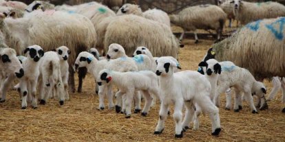 Hayvancılara kritik uyarı: Kuzu ve buzağı bakımında ilk saatler hayati önemde