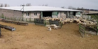 Başıboş köpek çiftliğe girip koyunları kovaladı, çiftliğin köpeği olanları izledi