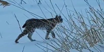 Bayburt’ta karlı arazide görülen vaşak vatandaşları heyecanlandırdı