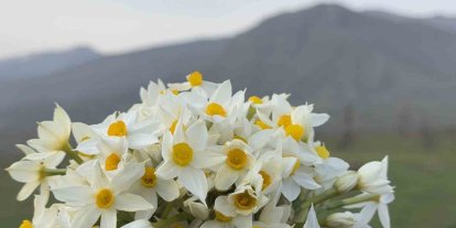 Derecik ilçesinde bahar yüzünü gösterdi