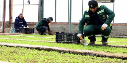 Diyarbakır’a 2 milyon Çin karanfili ekilecek