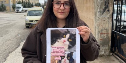 Kedilerini bulana çeyrek altın verecekler