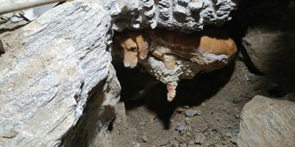 Betonun içine sıkışan köpek kurtarıldı