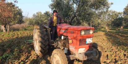 Balıkesir’de zeytinliklerde sürüm başladı