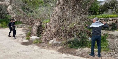 Bodrum’da 2 bin yıllık dev çınar keşfedildi