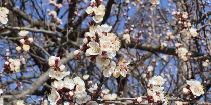 Eskişehir’de baharı müjdeleyen manzara