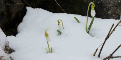 Mart karı kardelenleri yeniden beyaza bürüdü