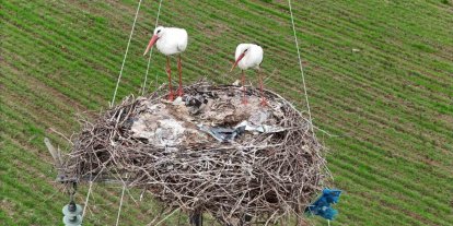 Binlerce kilometre mesafe kateden leylekler yuvalarını Diyarbakır’da kuruyor