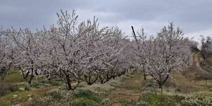 Erken çiçek açan ağaçlar don tehlikesiyle karşı karşıya