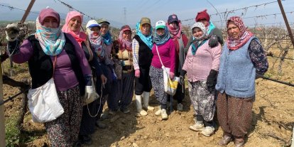 Yağışa teslim olan bağlar ayağa kalktı