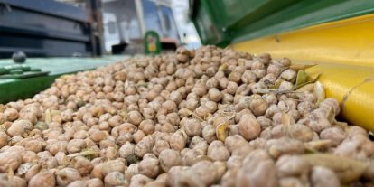 Bayburt’ta üreticilere yüzde 75 hibeli nohut tohumu desteği