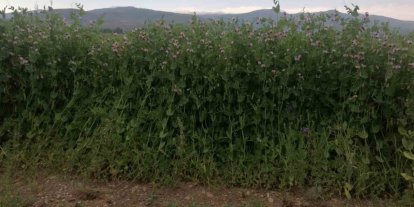 Bayburt’ta yüzde 50 hibeli bezelye tohumu desteğinde başvurular 23 Mart’ta başlıyor