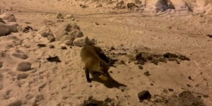 Ardahan’da bir adam, her gün evinin önüne gelen tilkiyi besliyor