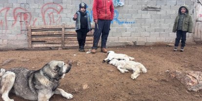 Kuzular belirti göstermeden bir anda telef oluyor