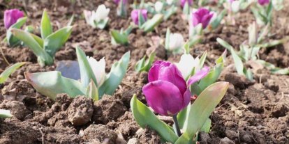 Osmangazi’nin her bir noktası çiçek açtı