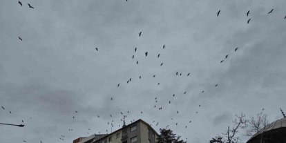 Leyleklerin gökyüzündeki dansı görsel şölen oluşturdu