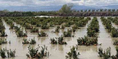 Yağışlar tarım arazilerini vurdu