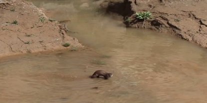 Erzurum’da nesli tehdt altındaki su samuru görüntülendi