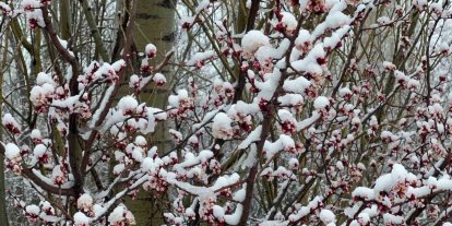 Afyonkarahisar ve Kütahya’da badem ve kayısı çiçekleri karla kaplandı
