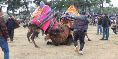 Güreşçi develer, bir yıl sonra sahalara geri döndü