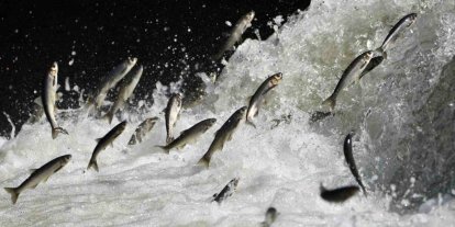 Van Gölü Havzası’nın doğusundaki yağış bolluğu tarımı ve inci kefali göçünü olumlu etkileyecek