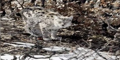 Köyün içerisine giren vaşak görüntülendi